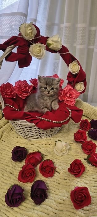 Продається срібна кішечка