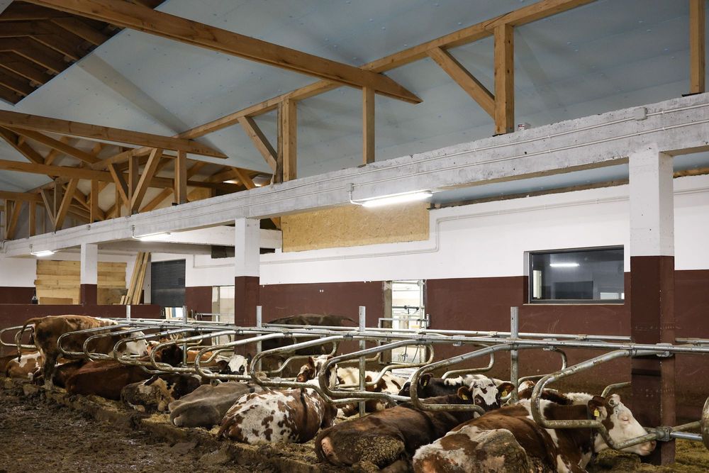 Płyta Ocieplana Ocieplająca do Kurnika Obory Chlewni Styrodur XPS AGRO