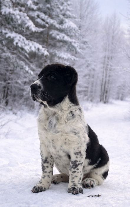 Щенки Алабая. Девочки.