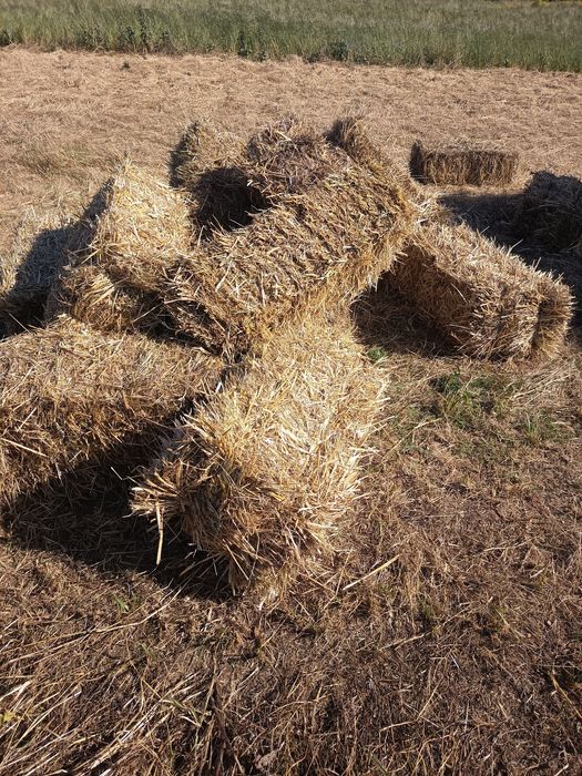 Feno mistura semeado 2025