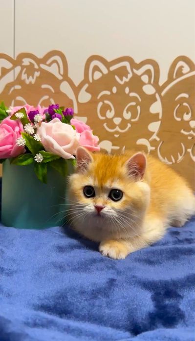 Плюшева красунечка