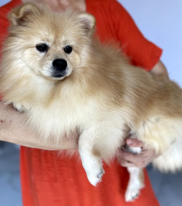 Померанські шпіци  чарівні хлопчики чекають на вас