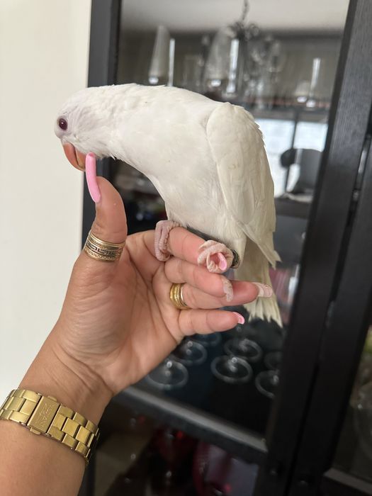 Ring Neck Domesticado