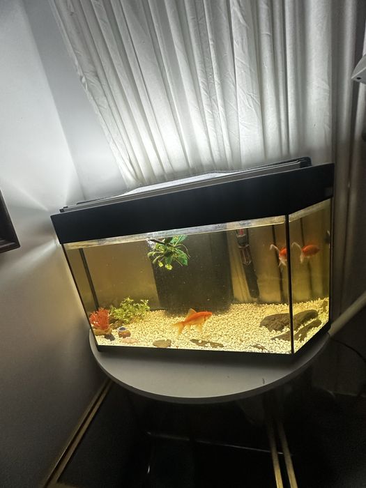 Vendo aquario ja com iluminacao, aquecedor epedras  mais cm inf chat