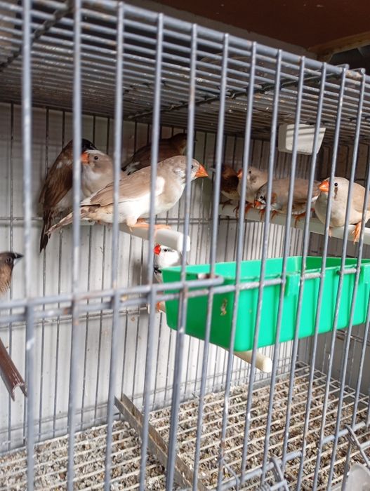 Bengalins e Mandarins