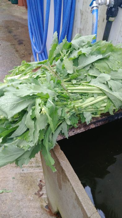 Vendo grelos e cebolas caseiras