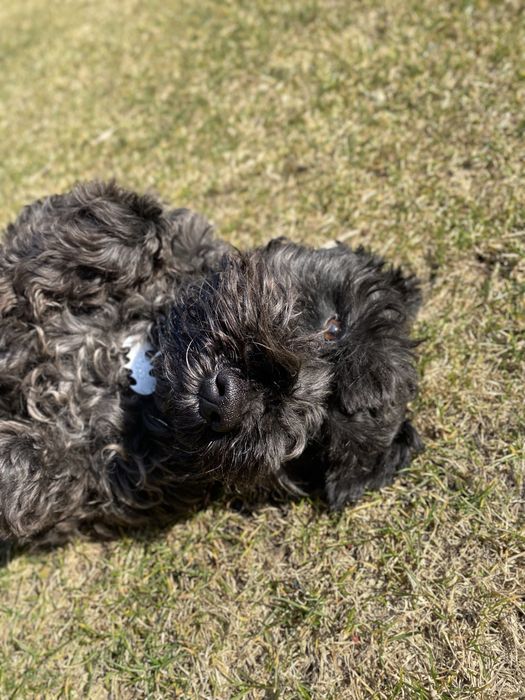 Злучення (вʼязка) хлопчик цвергшнауцер