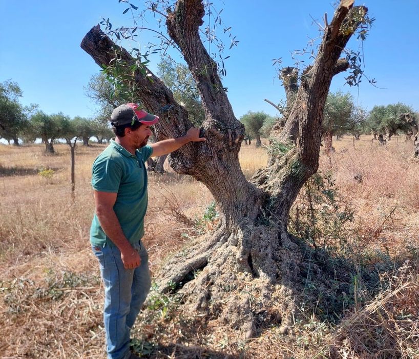 Oliveiras centenárias