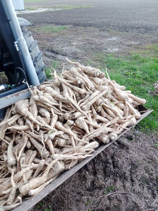 Pietruszka korzeniowa