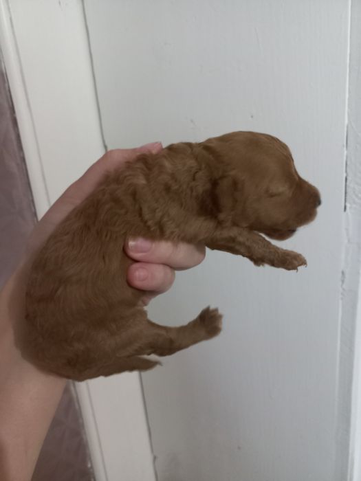 Маленька красуня пудель вільна для броні