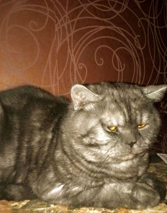 Вязка, опытный британец