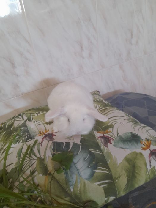 Coelhos anões Mini Lop