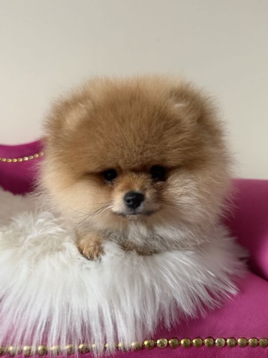 Szpic miniaturowy pomeranian  Mega mis FCI
