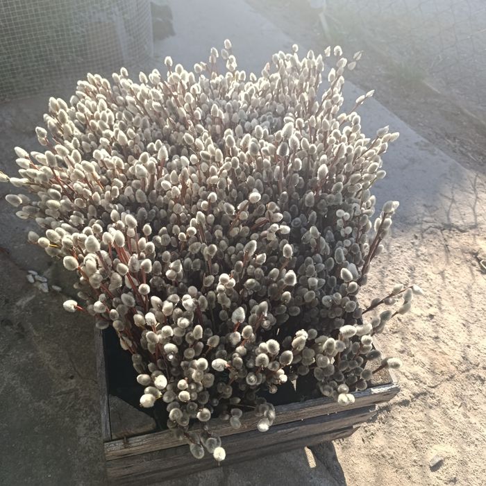 Palma wielkanocna, bazie kotki