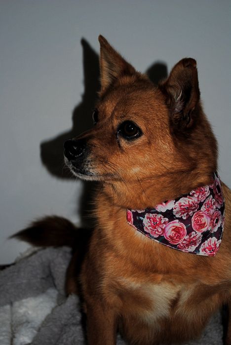 Niepepnosprawna Abby do adopcji