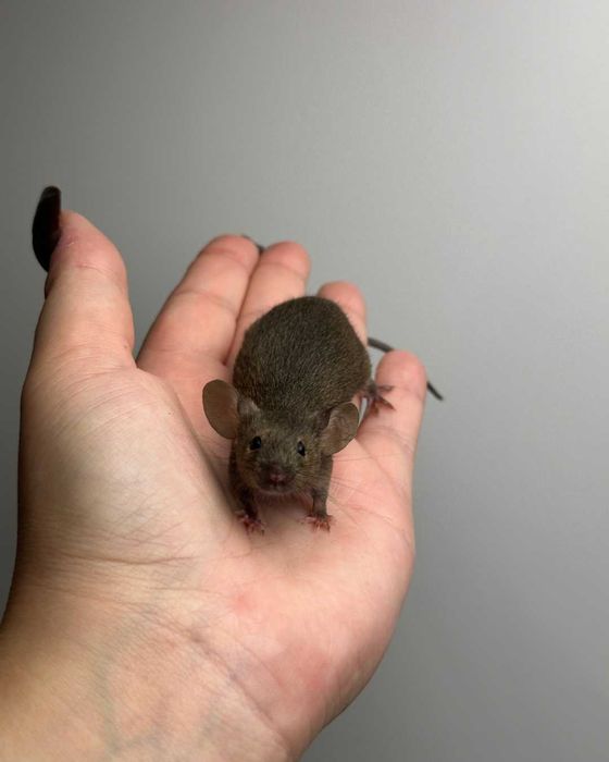 Mysz rasowa, mysz, myszy rasowe, mysz domowa, mysz z rodowodem, myszka