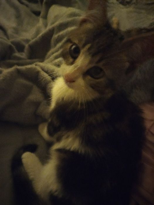 віддам кошенят у добрі руки, Безкоштовно