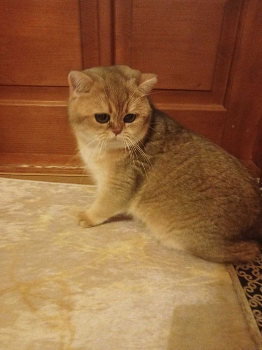 Британский кіт шиншилла
