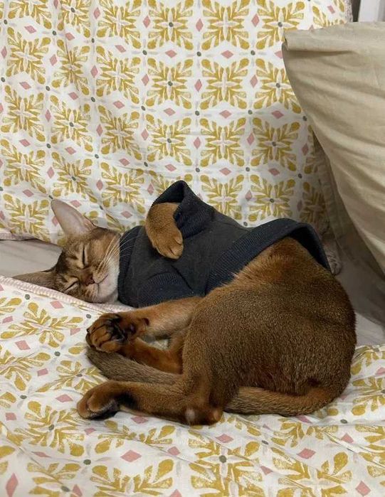 Кошечка котенок абиссинская окрас дикий