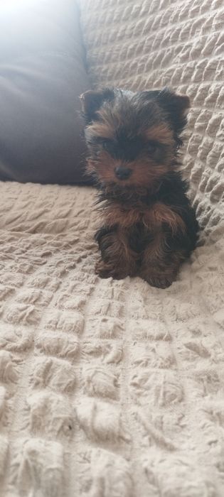 Йоркширский терьер