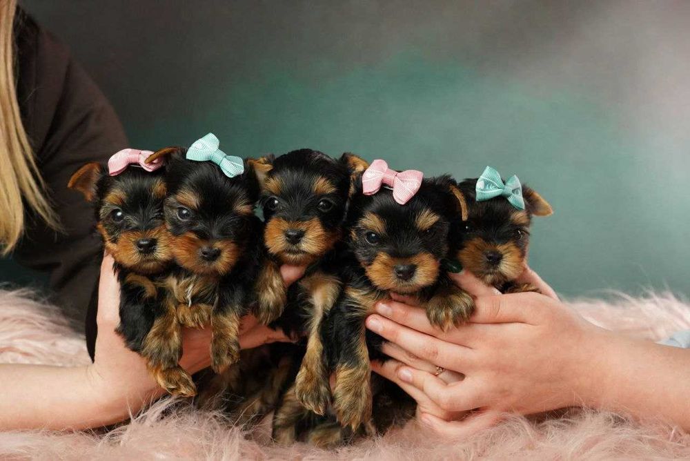 Йорк із душею поета!