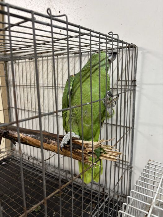 Papagaio auropaliata com 2 anos