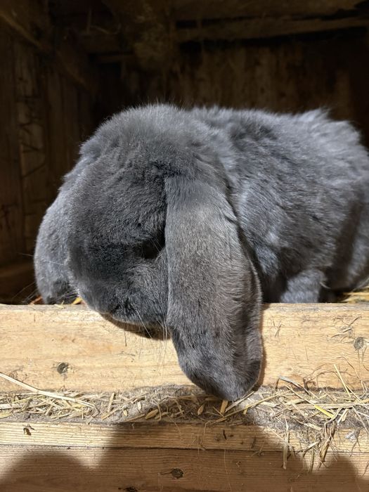 Królik Baran Francuski