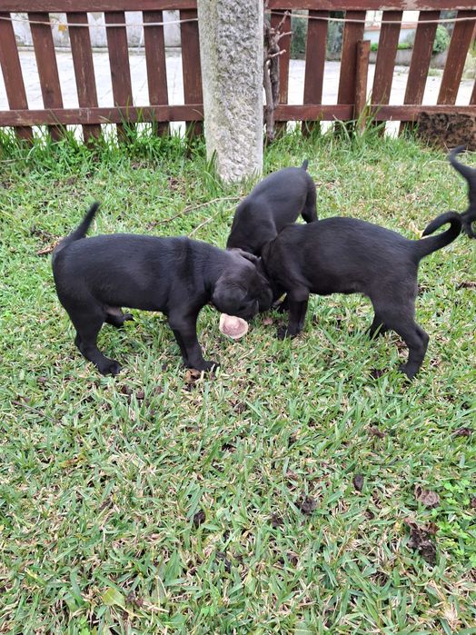 Cachorros de porte médio, filhos de animais muito meigos e obedientes.