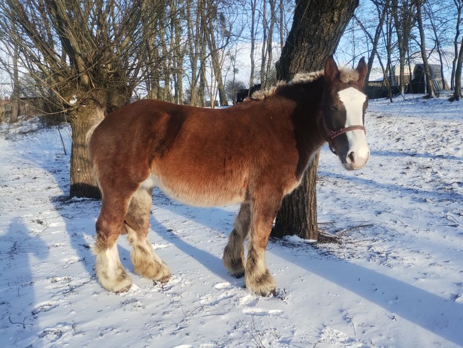 Klacz Arden Polski po Suliwan