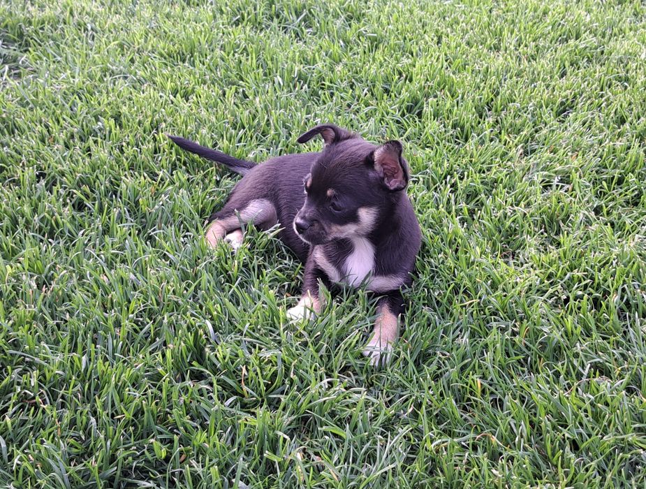 Chihuahua   suczka
