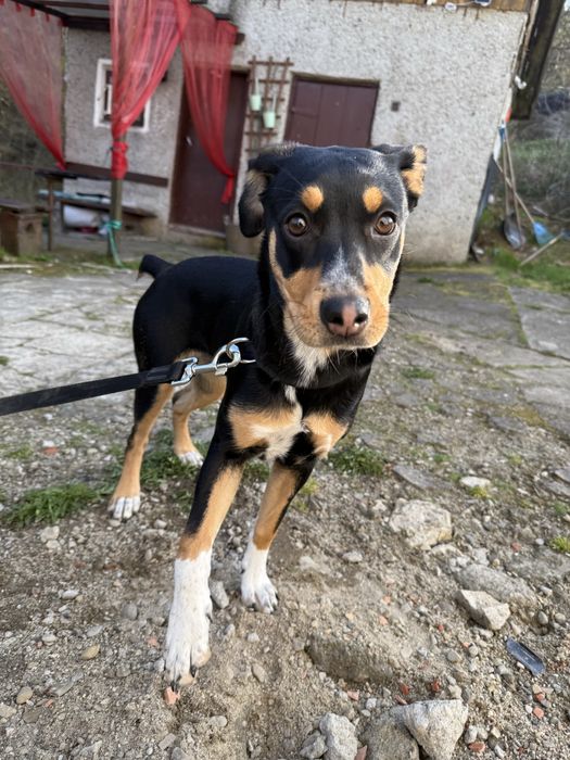 suczka do adopcji