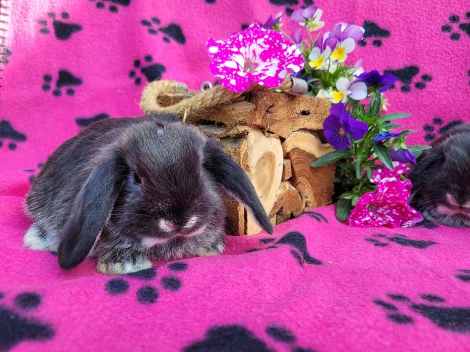 Rasowe króliczki mini lop