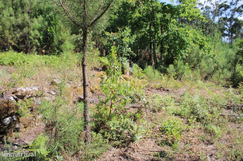 Terreno rural, agrícola, vinha, pinheiros mansos e olival