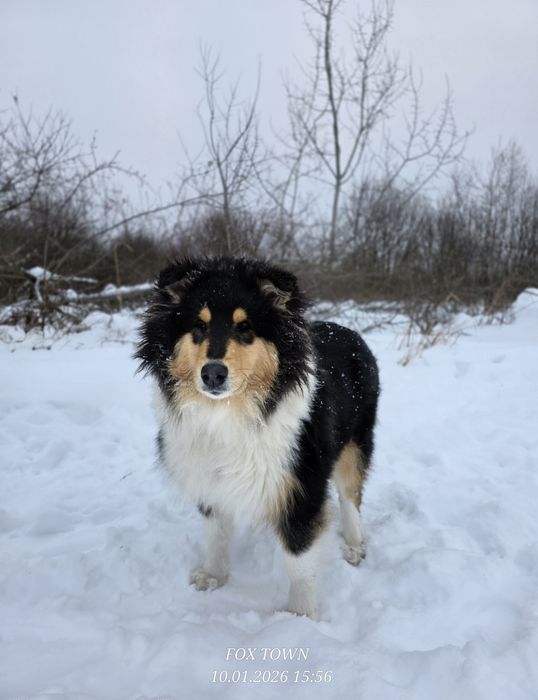 Продається цуценя коллі довгошерстного