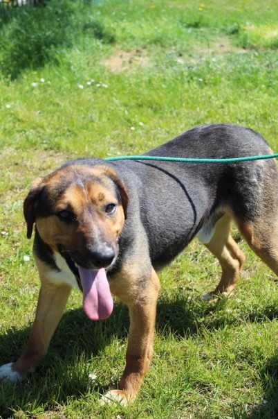 088256 Glen do adopcji