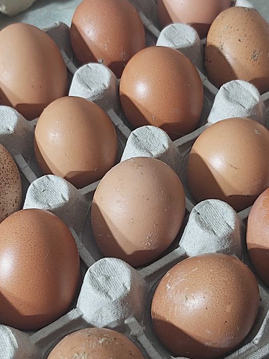 Jaja wiejskie z gospodarstwa.