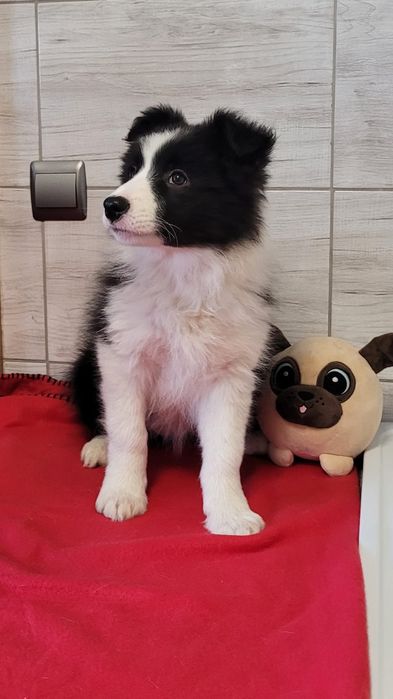 Border Collie suczka