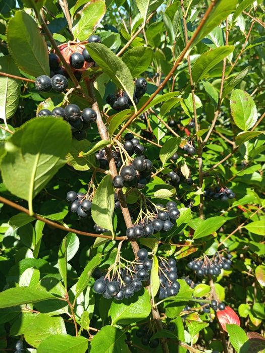 Aronia ekologiczna 100%