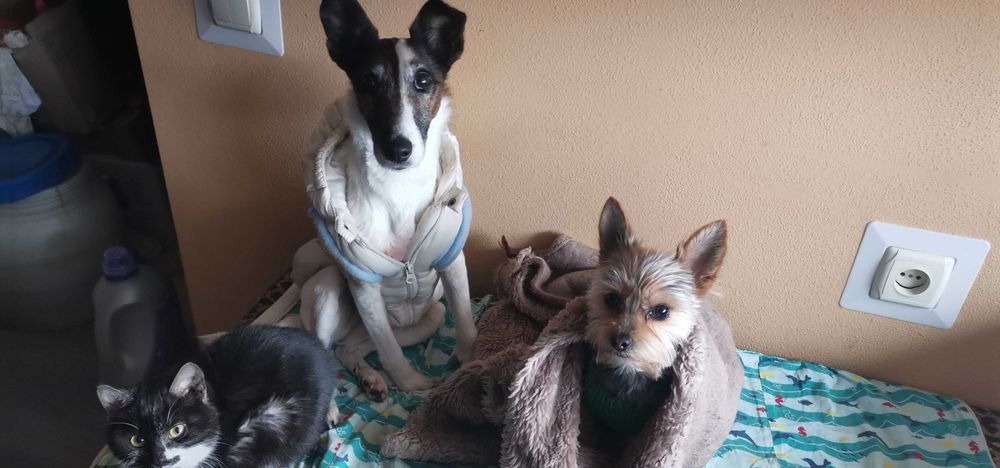 хлопчик йорк шукає собі дівчинку