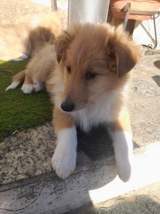 Rough collie disponível