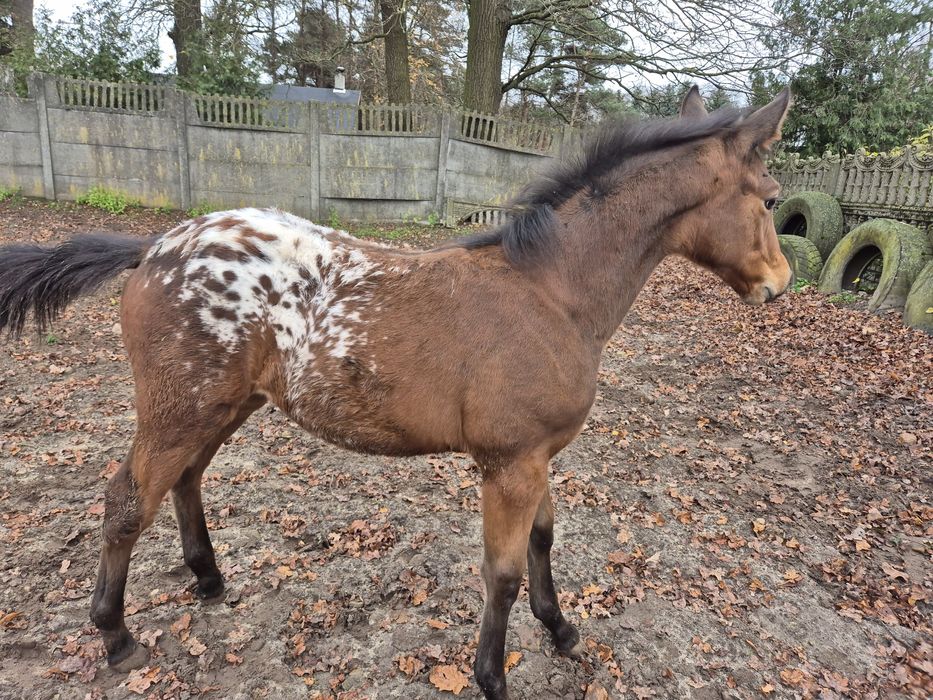 Klacz tarantowata z źróbką