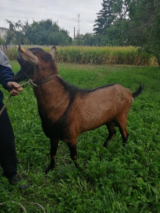 Krycie kozłem anglonubijskim