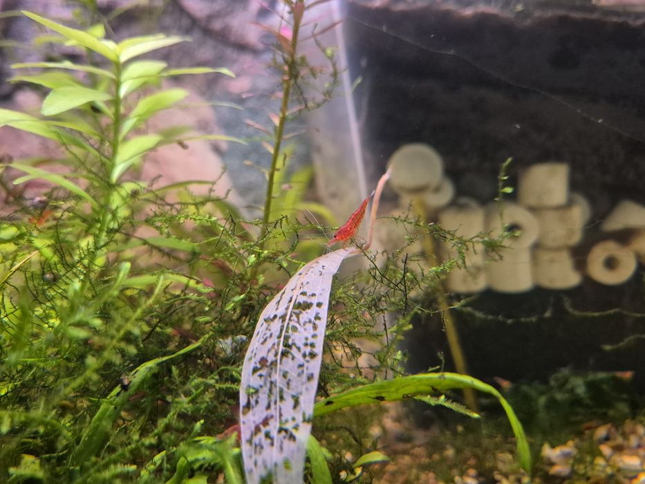 krewetki Bloody Mary