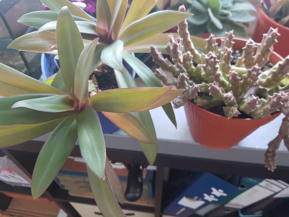 Plantas várias em vaso