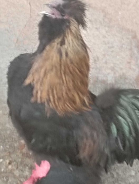 Kogut jedwabisty silka