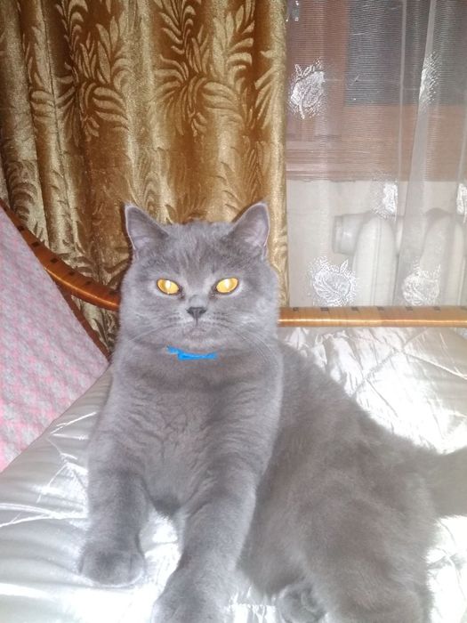 Кошеня Шотландська прямовуха