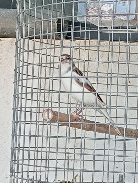 Vendo  canários belgas