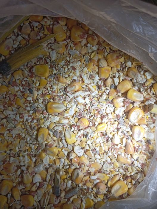Продам подрібнену кукурудзу