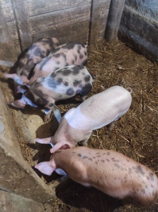 Продаються поросята