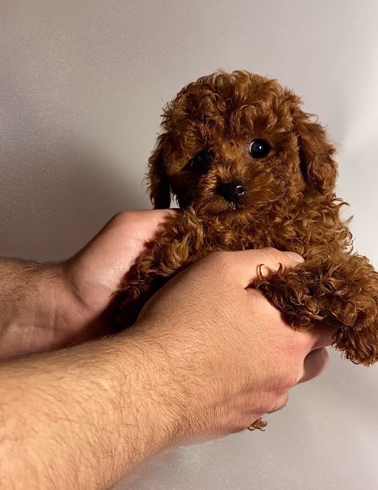 Очень красивые мишки мини и микро мальтипу , той пудель Китай